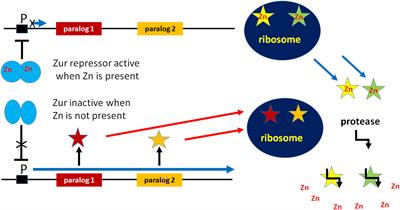 The Ribosome as a Switchboard for Bacterial Stress Response